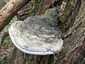 Parázstapló (Phellinus igniarius), Pilis